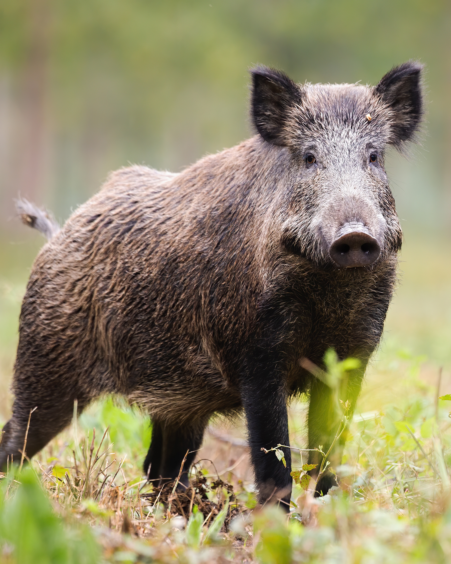 Alert wild boar looking into camera on green glade in summer