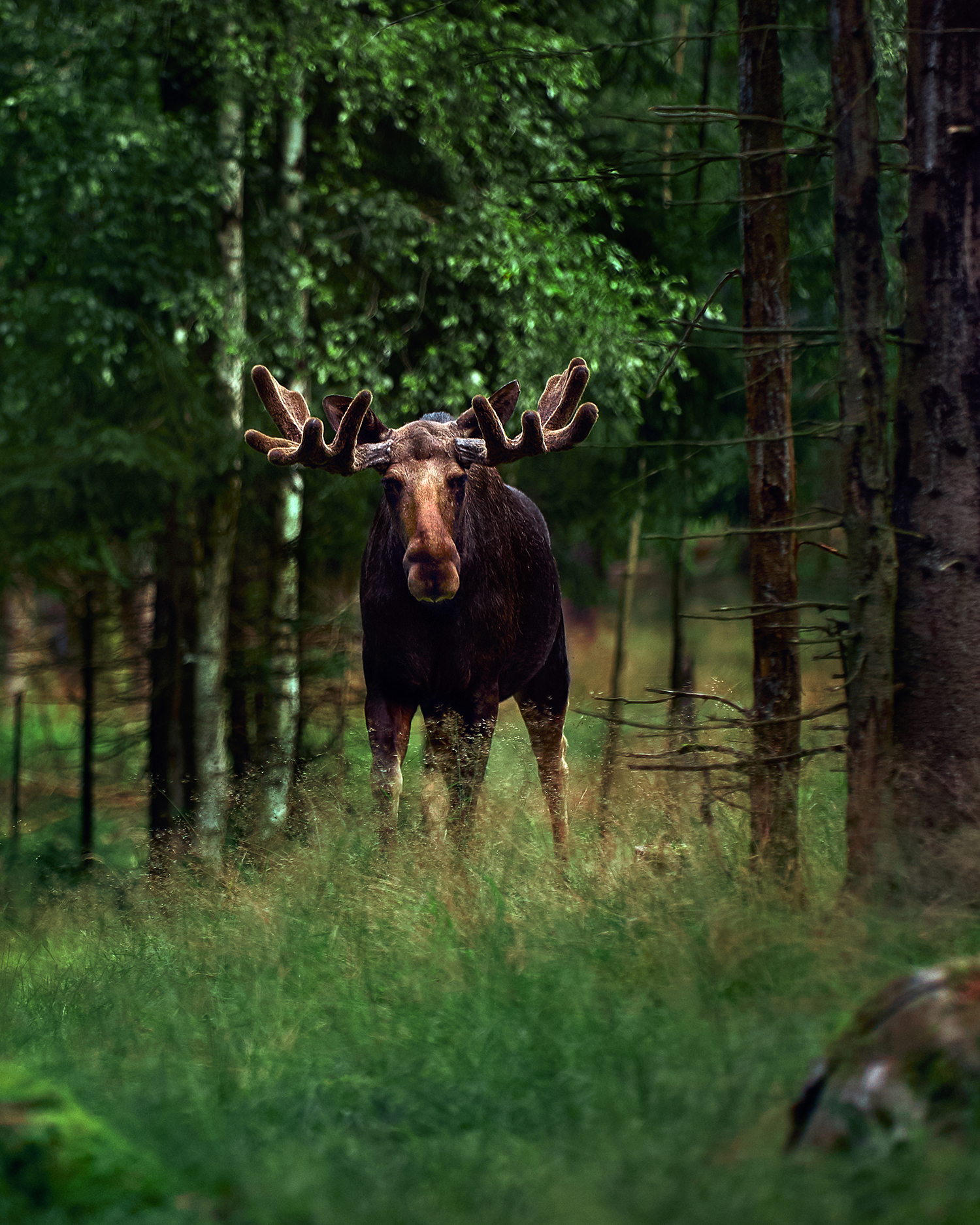 Big male Bull moose (Alces alces) in deep forest of Sweden. Big animal in the forest. Elk symbol of Sweden